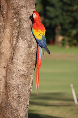 Scartlet Macaws - Red Lapas - Guacamayas in Costa Rica