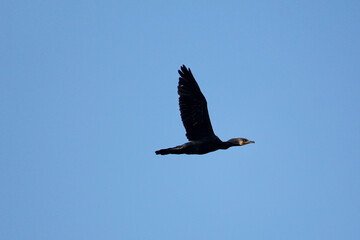 comodr in flight