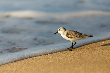 Sanderling (Hunakai) at ocean edge in Hawaii
