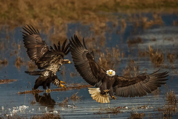 Two eagles fighting over goose