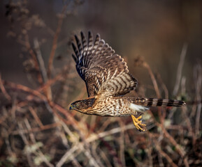 Northern Goshawk flying with wings up