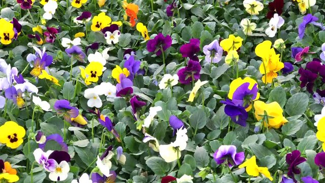4K HD video Panning across background of multicolored viola flowers, viola cornuta. Known as horned pansy or horned violet.
