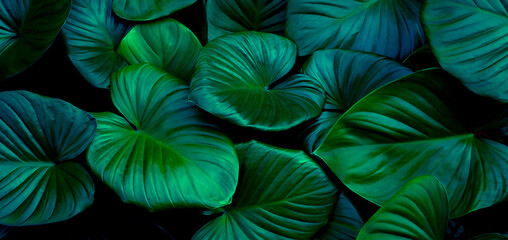 Obraz na płótnie Canvas tropical leaves, abstract green leaves texture, nature background