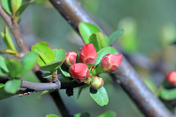 Japanese Begonia flowers in the park