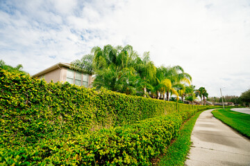 Colorful spring tree leaf in Florida	