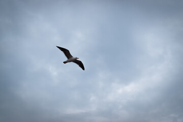 Obraz premium seagull in the sky