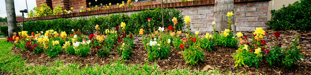 Beautiful garden flower in winter of Florida