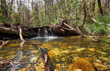A small waterfall cascading into a river surrounded by a gum tree forest in the Australian wilderness.