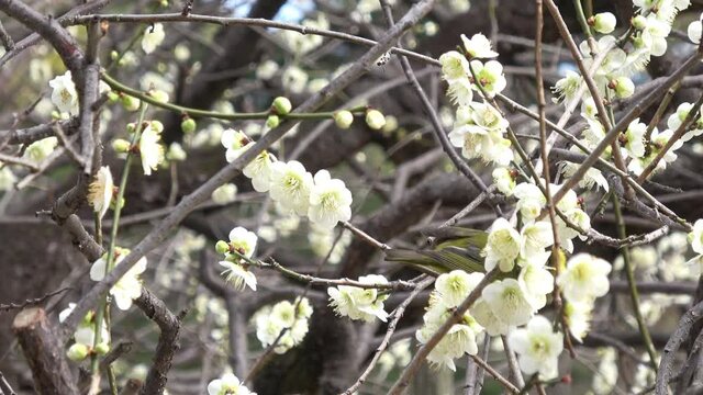 Warbling white-eye bird feeding nectar of plum flowers in Japan. Close up. 4K