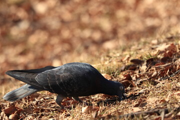 ついばむ鳩