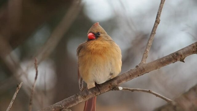 female northern cardinal (Cardinalis cardinalis) in winter