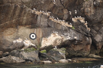 birds on the rocks 