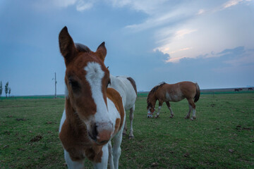 horse in the meadow
