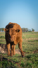 young cow in the fields