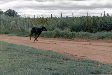 running dog