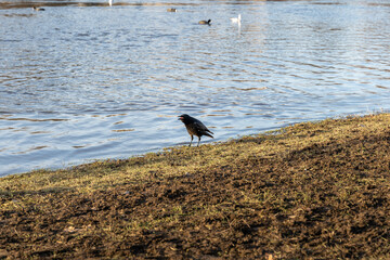 Black crow bird standing on a river bank and crowing at other birds. Blue water of the Elbe River is in the background.