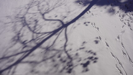 soft snow on the floor 