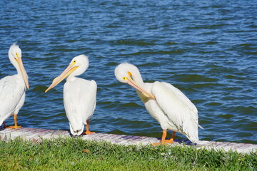 Pelican bird in Lake Morton at city center of lakeland Florida	