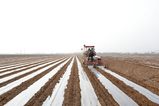 Farmers Use Planters To Plant Peanuts In The Fields.