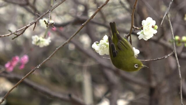 Warbling white-eye bird feeding on nectar of plum flowers in Japan. Close up. 4K