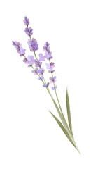 Hand drawing isolated watercolor floral illustration with lavender flowers on white background.