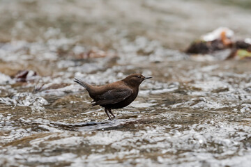 カワガラス(Brown Dipper)
