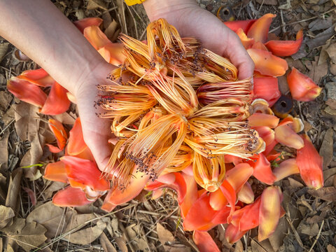 Someone hand holding cores of the Bombax ceiba flower. The Bombax ceiba flower are an essential ingredient of the "Nam Ngiao" spicy noodle soup of the cuisine of Shan State and Northern Thailand.