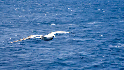 Seabird Masked, Blue-faced Booby (Sula dactylatra) flying over the ocean. Seabird is hunting for flying fish jumping out of the water.