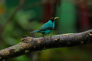Saí-verde (Chlorophanes spiza)