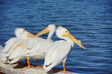 Pelican bird in Lake Morton at city center of lakeland Florida	
