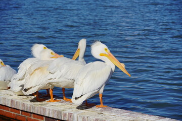 Pelican bird in Lake Morton at city center of lakeland Florida