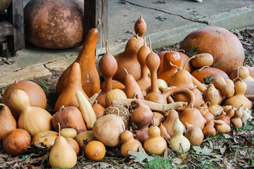 gourds