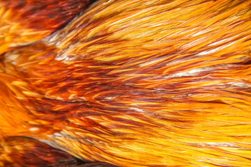 Rooster fur texture colorful patterns background