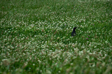 Bird hanging out in the grass