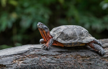 A North American wood turtle basking on a log in the middle of a Massachusetts river. 

