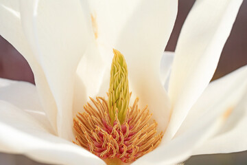 Magnolia ecological macro photo, North China