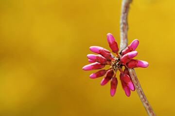Beautiful purple flowers in nature, North China
