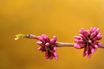 Beautiful purple flowers in nature, North China