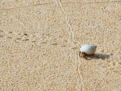 Hermit Crab Walking On The Beach