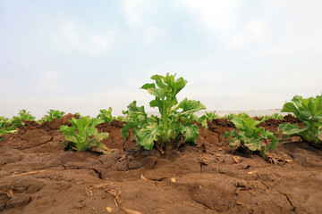 Cabbage plants in the field