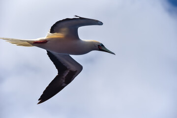 Seabird Masked, Blue-faced Booby (Sula dactylatra) flying over the ocean on the blue sky background. Seabird is hunting for flying fish jumping out of the water.