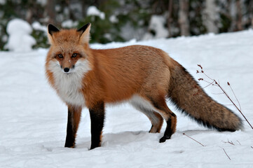 Fototapeta premium Red Fox stock photos. Close-up profile view in the winter season looking at camera in its environment and habitat with blur background displaying bushy fox tail, fur. Fox Image. Picture. Portrait