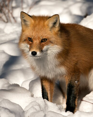 Red Fox Stock Photos. Red fox head shot close-up profile side in the winter season in its environment and habitat with blur snow background displaying bushy fox tail, fur. Image. Picture. Portrait.