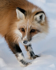 Fototapeta premium Red Fox Stock Photos. Red fox head shot close-up profile view in the winter season in its environment with blur snow background displaying white mark paws, fur. Image. Portrait. Unique Fox.