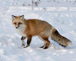 Red Fox Stock Photos. close-up looking at camera in the winter season in its  habitat with blur snow background displaying bushy fox tail, white mark paws, fur. Image. Picture. Portrait. Unique Fox.