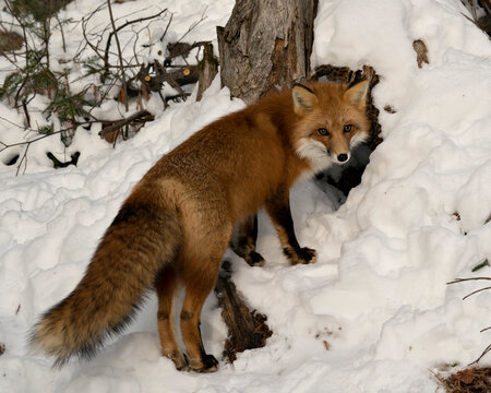 Red Fox Stock Photo. Red fox looking at camera by the fox den in the winter season in its environment and habitat with snow and branches background displaying bushy fox tail, fur. Fox Image. Portrait.