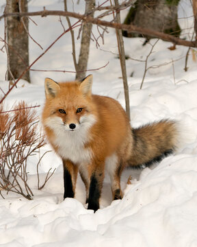 Red Fox Stock Photos. Red fox close-up profile view in the winter season in its environment and habitat with snow background displaying bushy fox tail, fur, looking at camera. Fox Image.