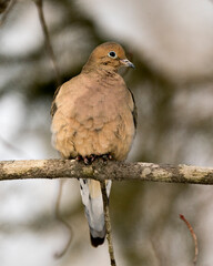 Dove Stock Photos. Mourning Dove close-up profile view perched on a tree branch with blur background in its environment and habitat. Image. Picture. Portrait.