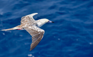Seabird Masked, Blue-faced Booby (Sula dactylatra) flying over the ocean. Seabird is hunting for flying fish jumping out of the water.