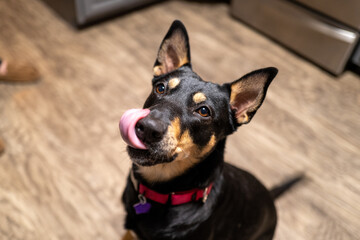 a black and tan dog with big ears licking her own nose with her tongue out